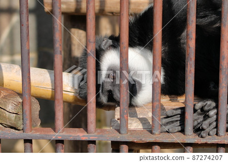 瞌睡狐猴 87274207