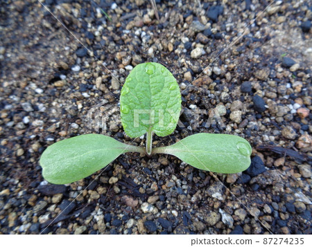 Burdock root Burdock root 87274235