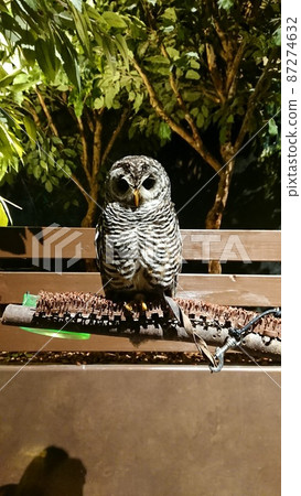 Rhododendron owl Rhododendron owl 87274632