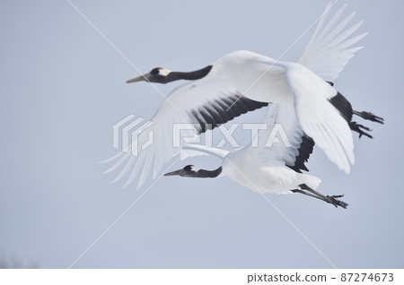 Two Tanchos Flying in the Sky (Hokkaido · Tsurui) Two Tanchos Flying in the Sky (Hokkaido · Tsurui) 87274673