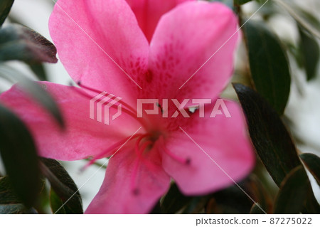 Spring flowers Spring flowers 87275022