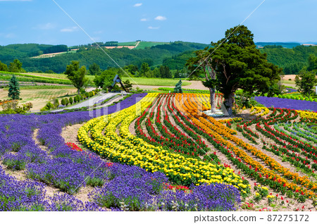 Zerubu Hill, Biei-cho, Hokkaido-Summer flowering- 87275172