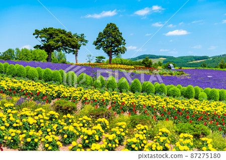Zerubu Hill, Biei-cho, Hokkaido-Summer flowering- 87275180