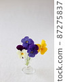 Cute viola 87275837