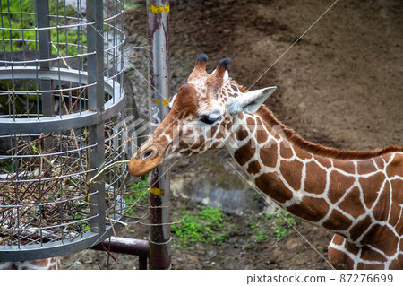 Zoom photo of a giraffe eating food 87276699