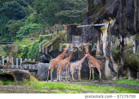 A group of giraffes to eat food 87276700