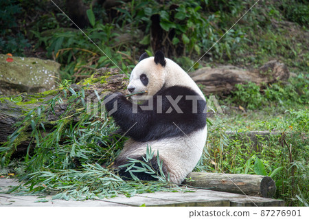 Giant panda eating food 87276901