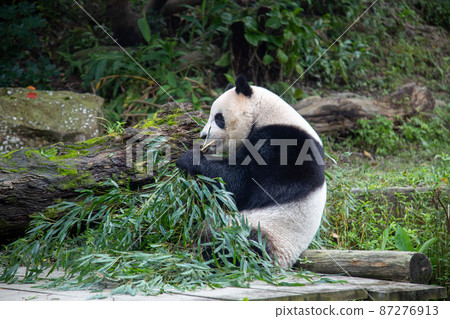 大熊貓吃東西 87276913