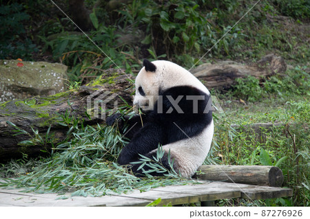 大熊貓吃東西 87276926