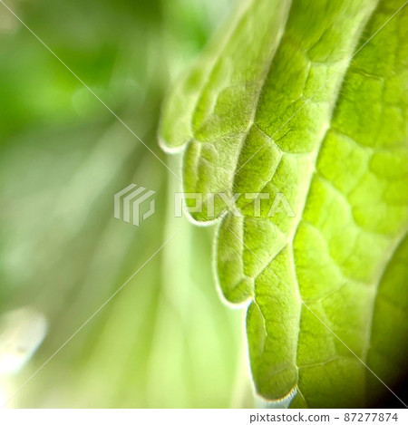 貓薄荷收穫 87277874