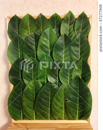 橡膠葉 橡膠葉 87277906