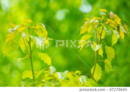 Fresh green that colors the refreshing season / 87278684