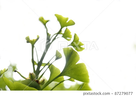 鮮綠色 鮮綠色 87279077