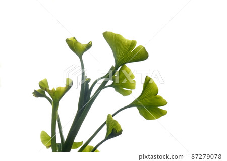 鮮綠色 鮮綠色 87279078