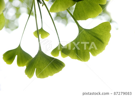 Fresh green Fresh green 87279083