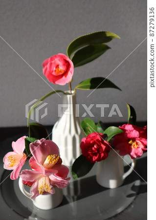 One flower camellia flower at the entrance of spring 87279136