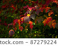 紅色和綠色的葉子 87279224