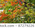 秋葉紅黃相間 87279226