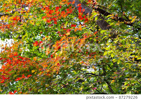 Autumn leaves red and yellow Autumn leaves red and yellow 87279226
