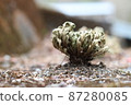 冬季蕨類植物 87280085