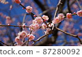 春天梅花 87280092