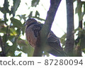 基於樹枝的斑鳩 87280094