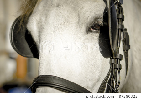 Italy Florence Europe Snap 87280322