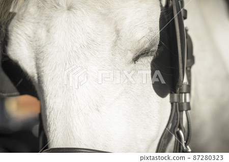 Italy Florence Europe Snap 87280323