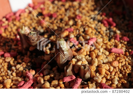 Adonis ramosa that has sprouted 87280402