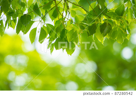 Fresh green that colors the refreshing season / Fresh green that colors the refreshing season / 87280542
