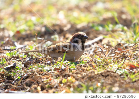 Sparrows looking for food on the ground 87280596
