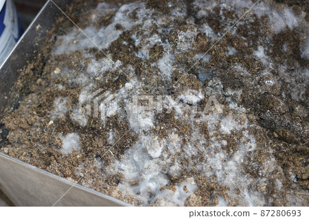 隆冬骨粉，第10天使用種子粉製作模糊肥料 87280693