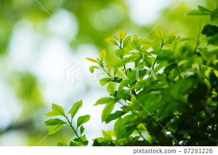 Fresh green that colors the refreshing season / 87281226