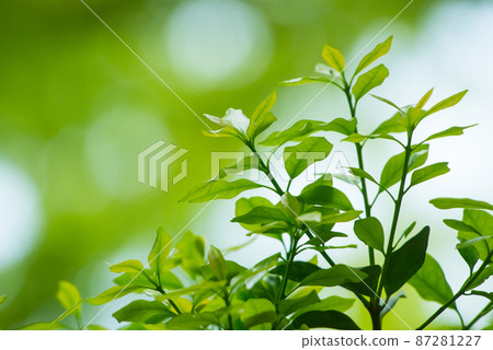 Fresh green that colors the refreshing season / 87281227