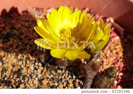 Adonis ramosa flowers that have bloomed 87281590