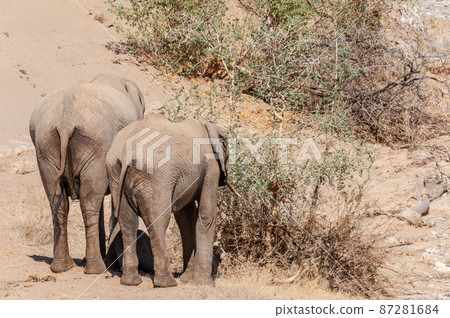 Two Desert Elephants in the Namibian Desert Two Desert Elephants in the Namibian Desert 87281684