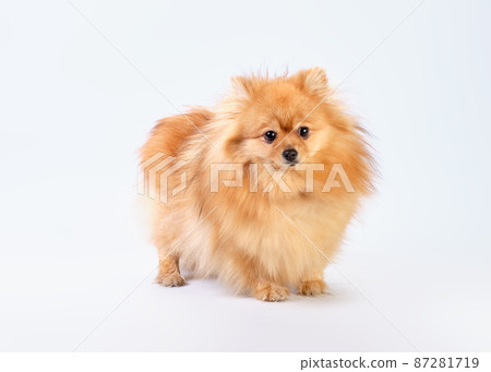 A small puppy of a purebred red pomeranian on a white background A small puppy of a purebred red pomeranian on a white background 87281719