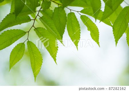 為清新的季節增添色彩的新鮮綠色 / 87282162