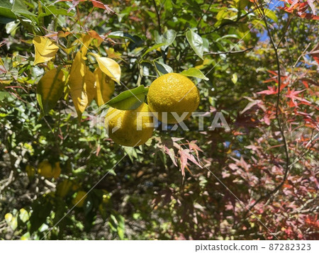 柚子 柚子 87282323
