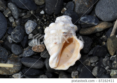 Flotsam Reishia bronni Flotsam Reishia bronni 87282411
