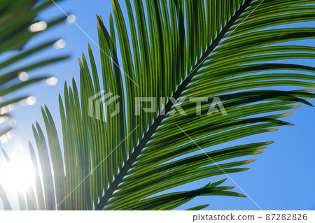 Pointed green leaves and the sun Pointed green leaves and the sun 87282826
