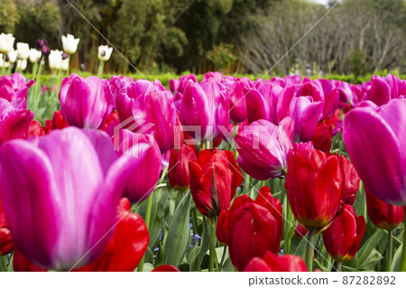 red and pink tulips background plantation postcard 87282892