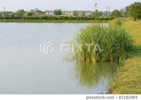 papyrus in the garden water papyrus in the garden water 87282965