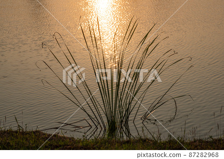 papyrus in the garden water 87282968