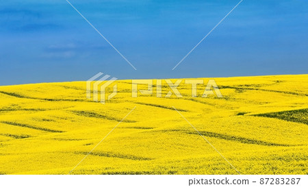 Ukrainian flag. Symbol of nature in Ukraine. Yellow field with flowering rapeseed and blue sky. The war with Russia in Eastern Europe. 87283287