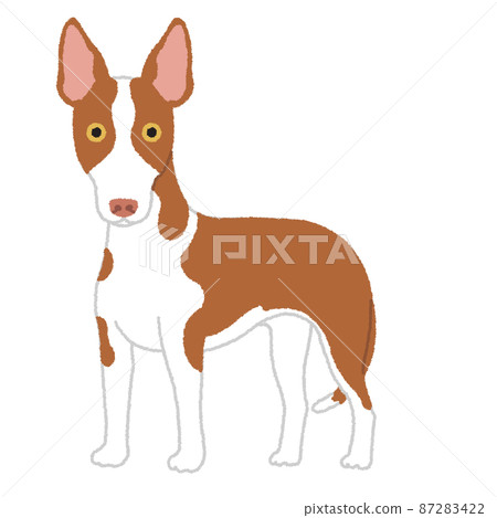 Ibizan Hound dog illustration Ibizan Hound dog illustration 87283422