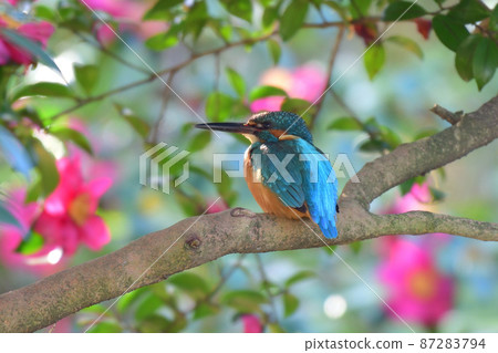 Sasanqua and Kingfisher 87283794