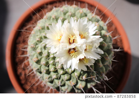 Strombocactus Kikusui cactus 87283858