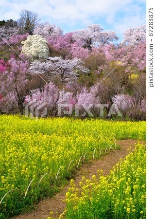 春天的花見山公園 87283875