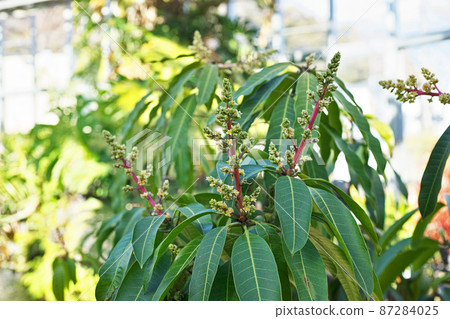 青芒果花蕾（冬季） 87284025